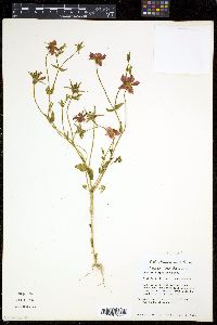 Sabatia campestris image