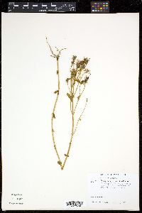 Sabatia angularis image