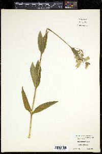 Silene vulgaris image