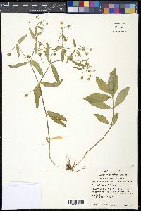 Stellaria pubera image