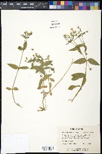 Stellaria pubera image