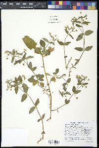 Stellaria pubera image