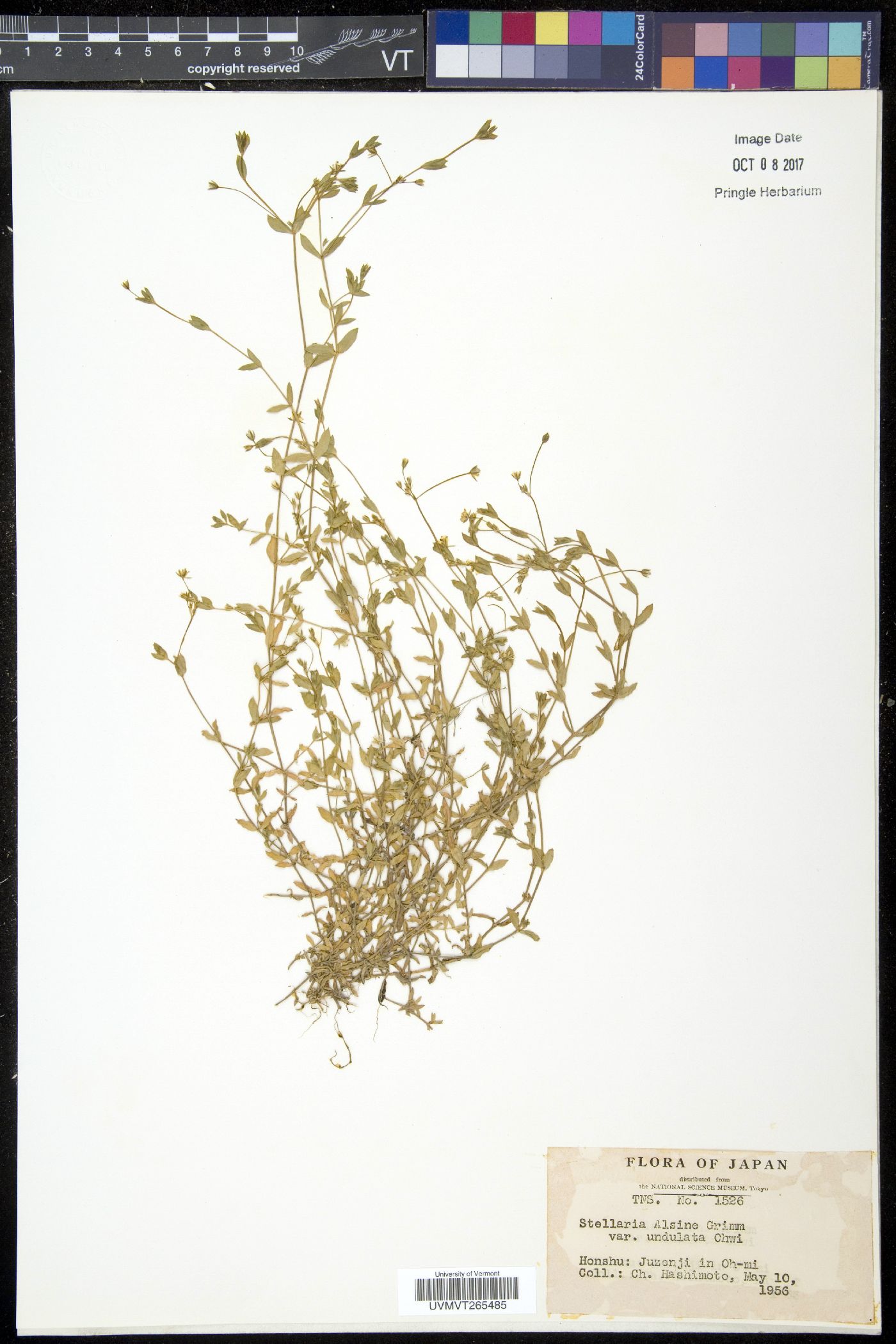 Stellaria alsine subsp. alsine image