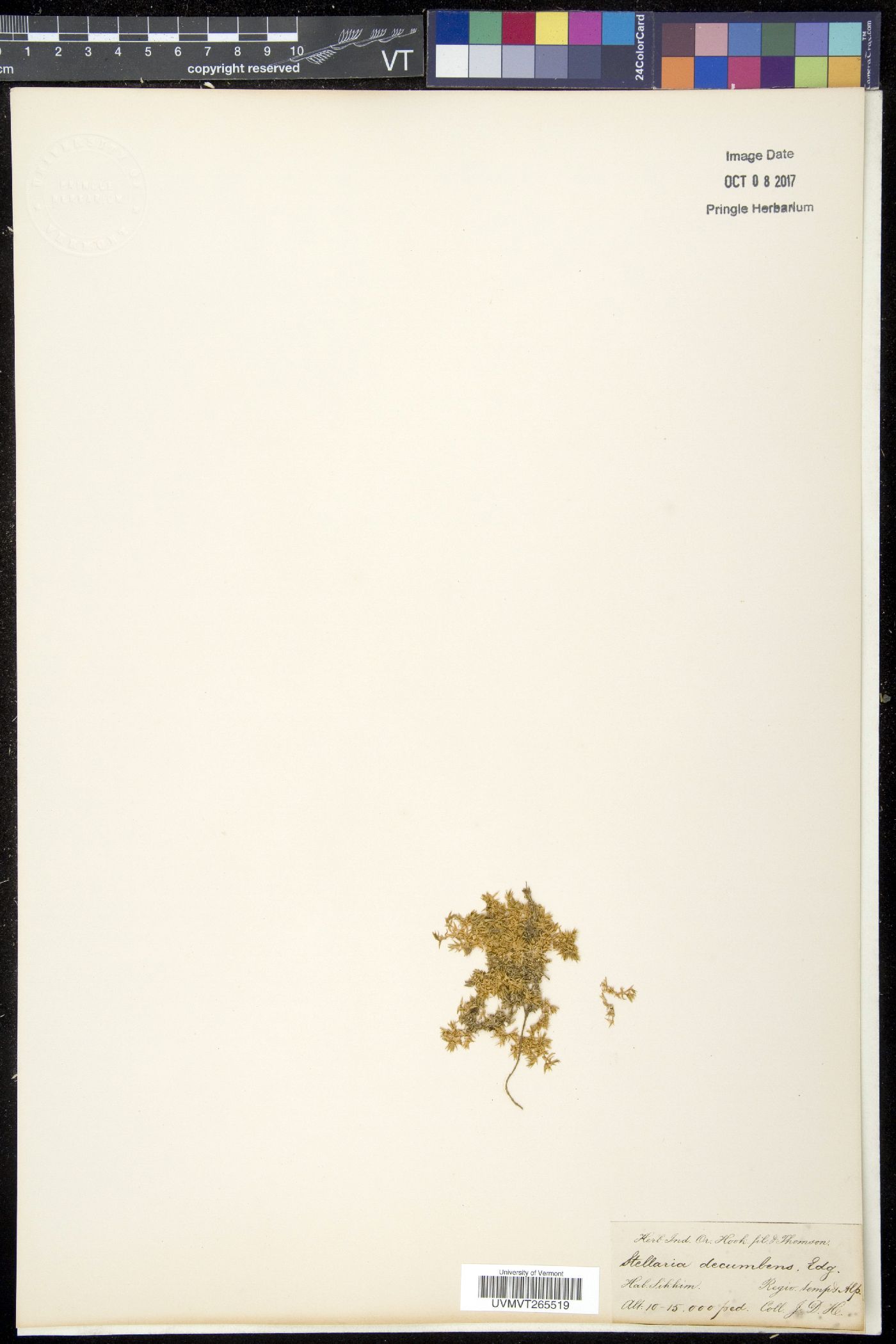 Stellaria decumbens image