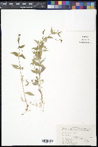 Stellaria chinensis image