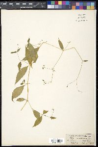 Stellaria monosperma image