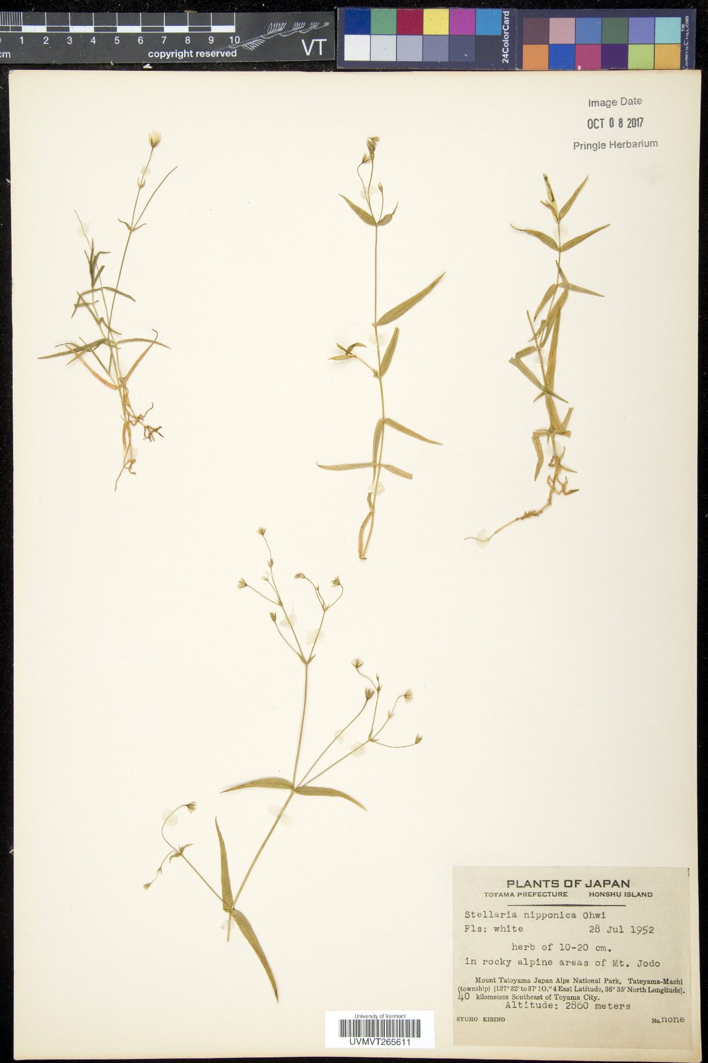 Stellaria nipponica image