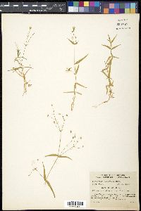 Stellaria nipponica image