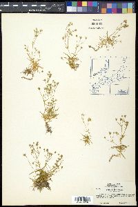Stellaria nipponica image