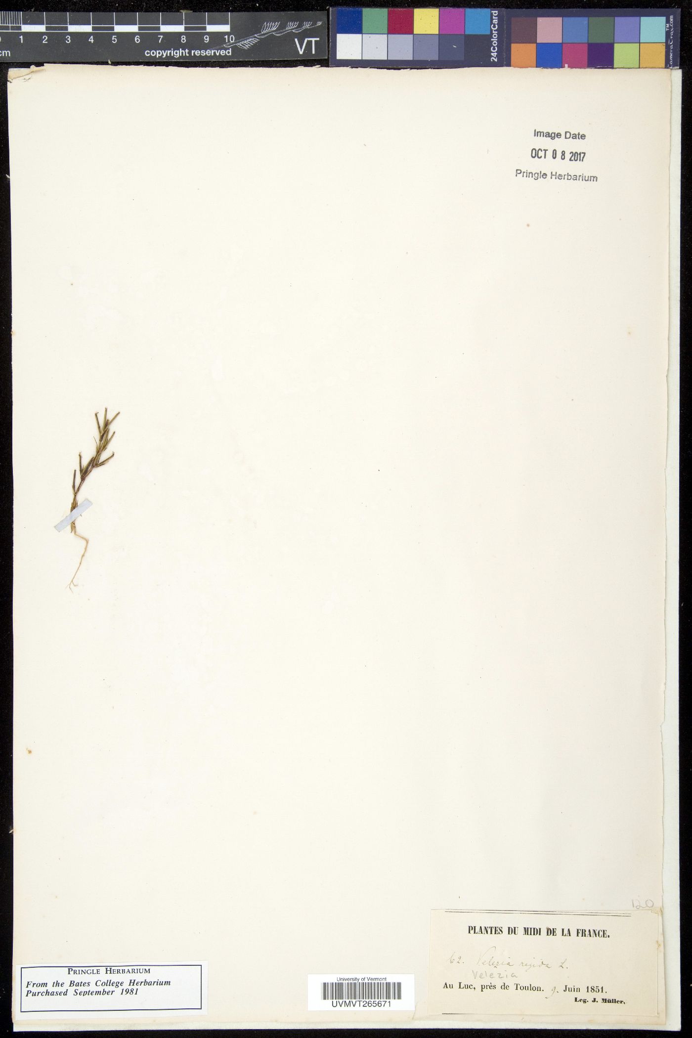 Velezia image