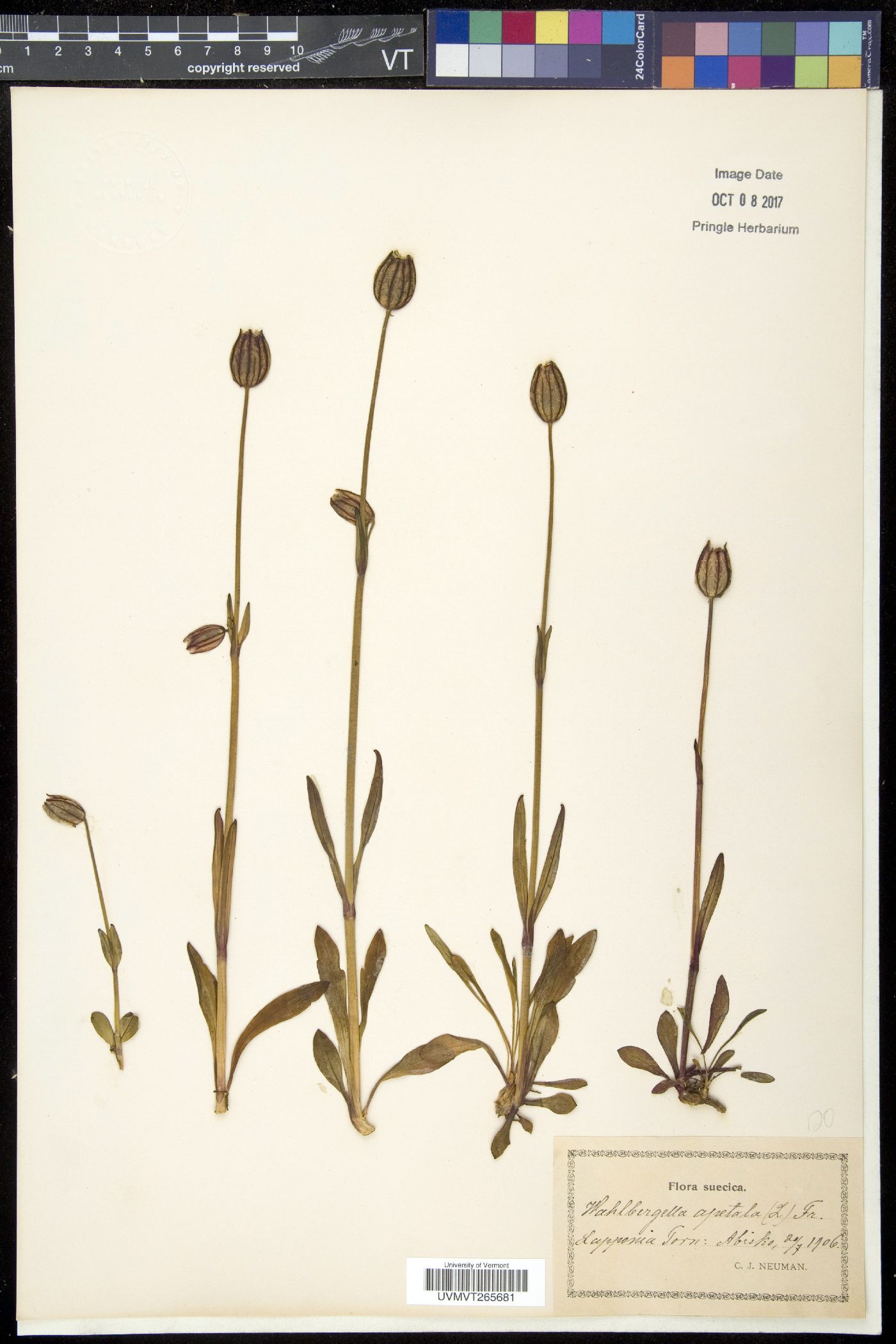 Wahlbergella image