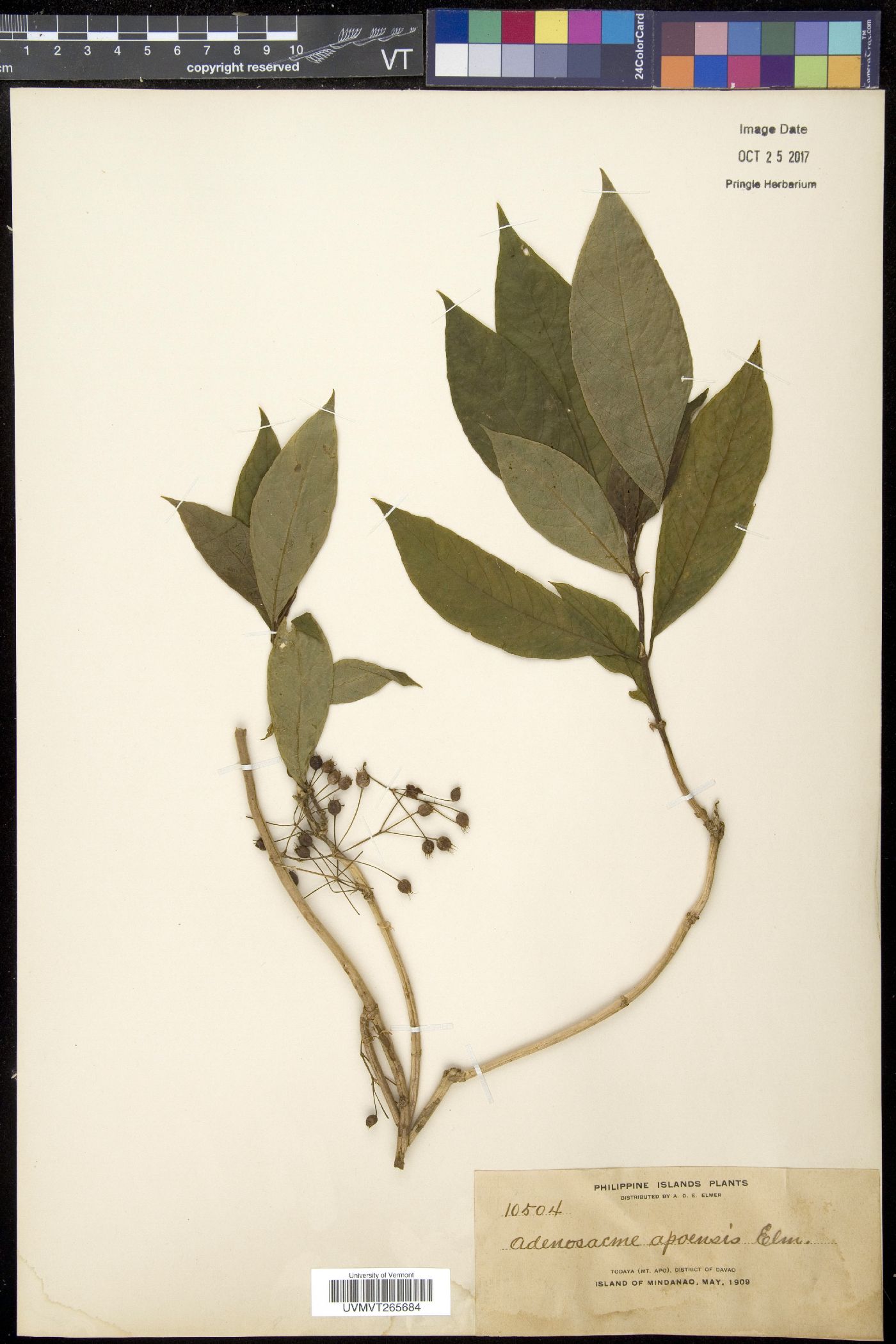 Mycetia cauliflora image