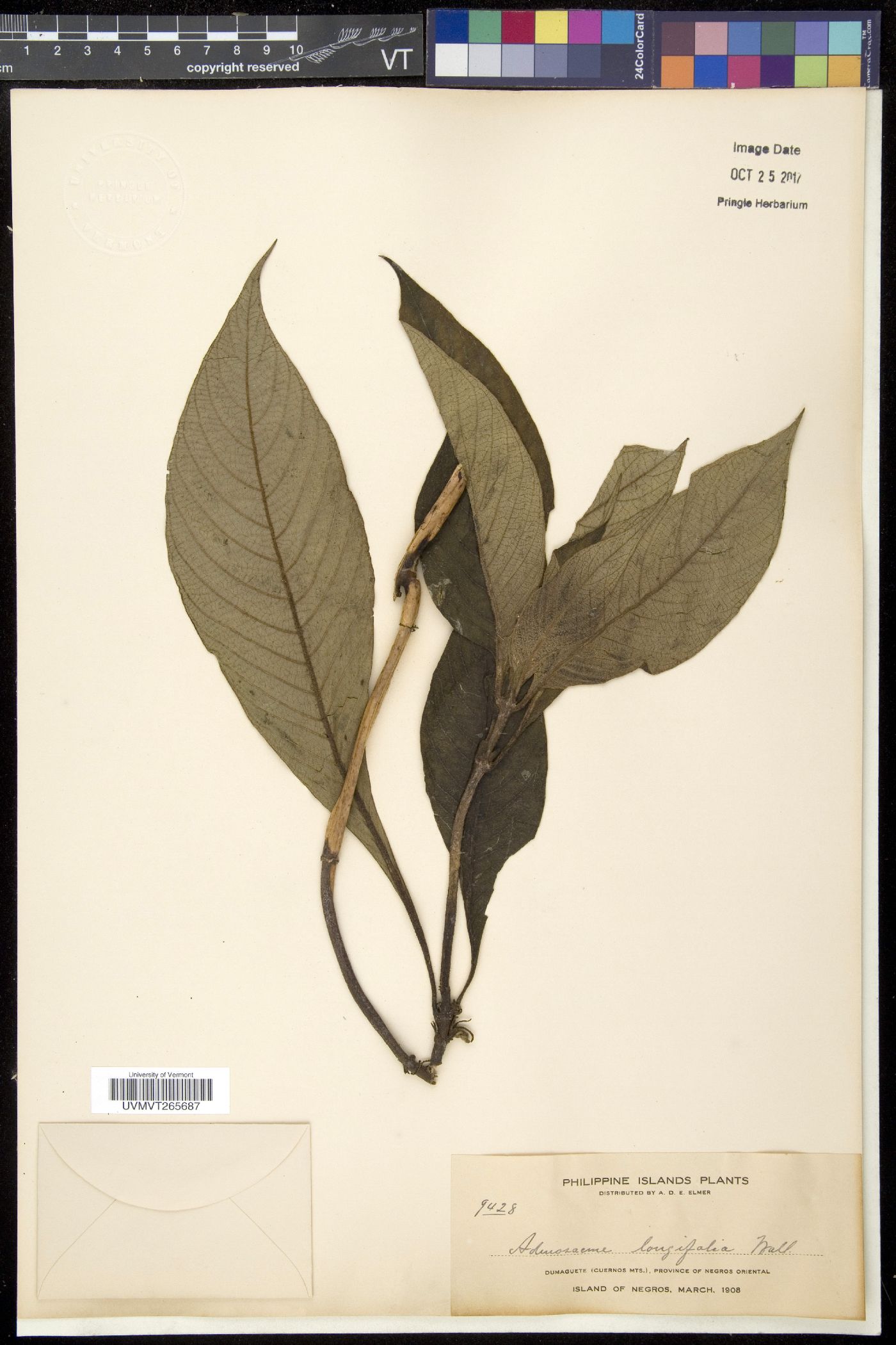 Mycetia longifolia image