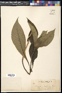 Mycetia longifolia image