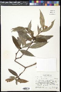 Alibertia edulis image