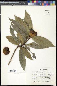 Alibertia edulis image