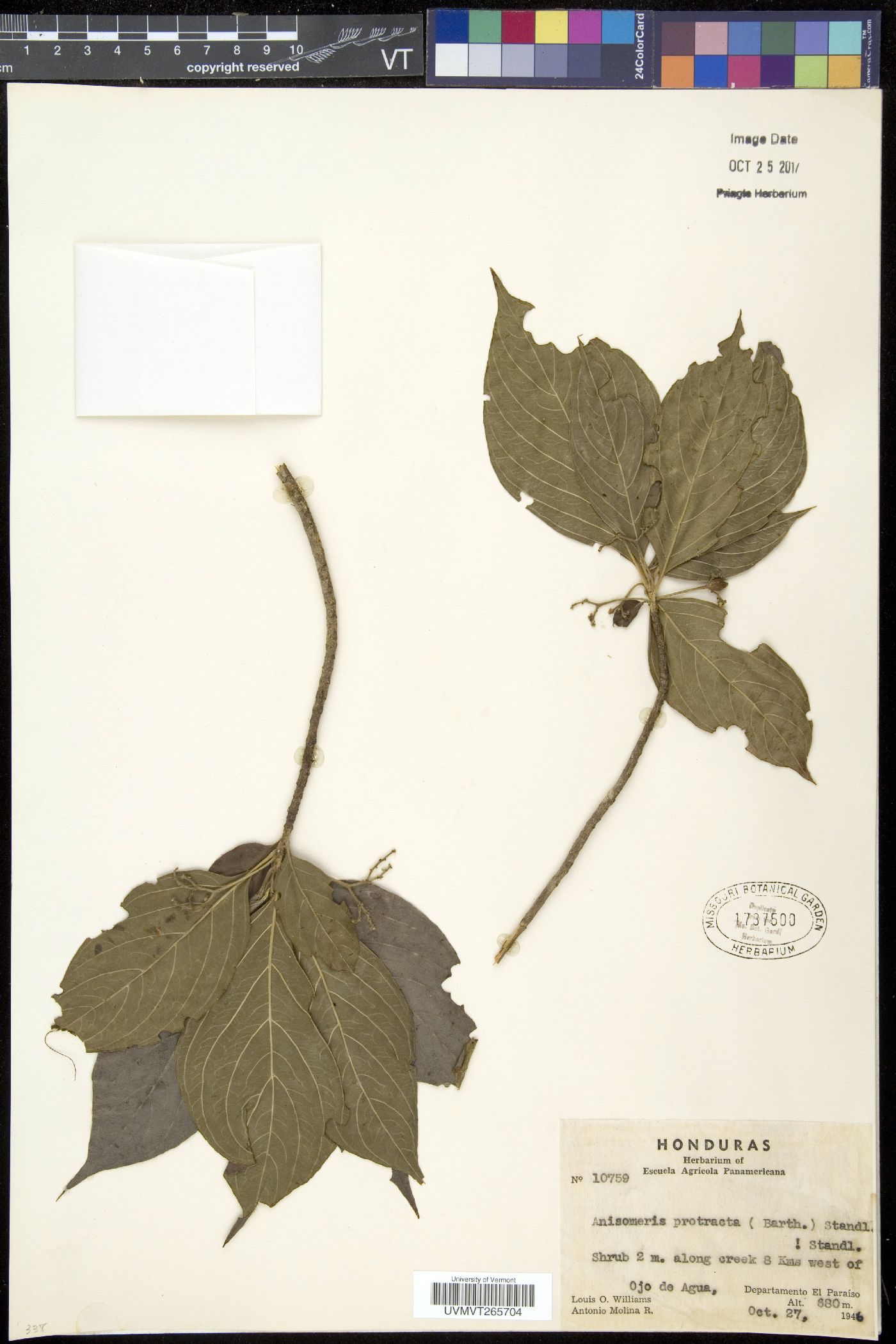 Anisomeris image