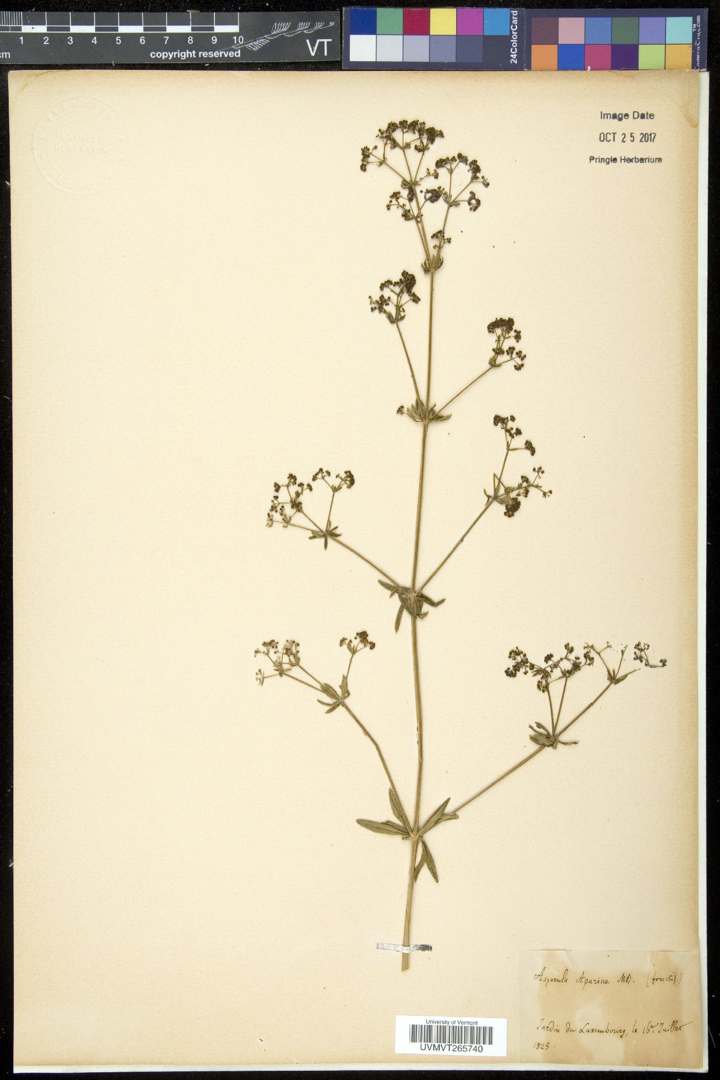 Galium pseudorivale image