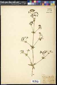 Galium pseudorivale image