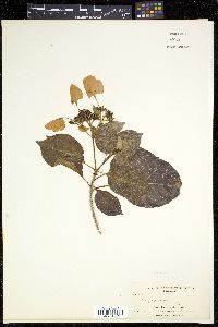 Image Associated With the Occurence