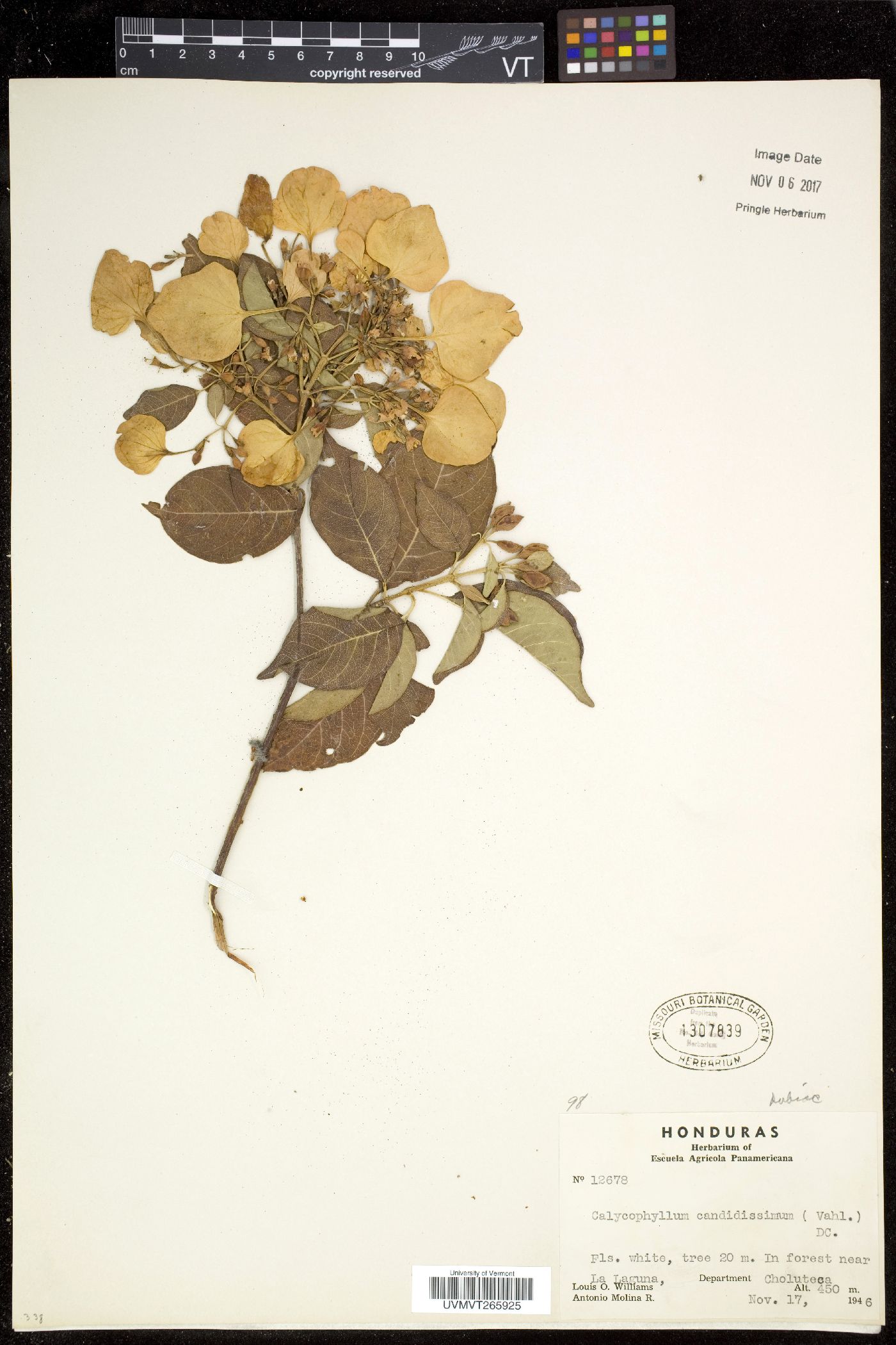 Calycophyllum image