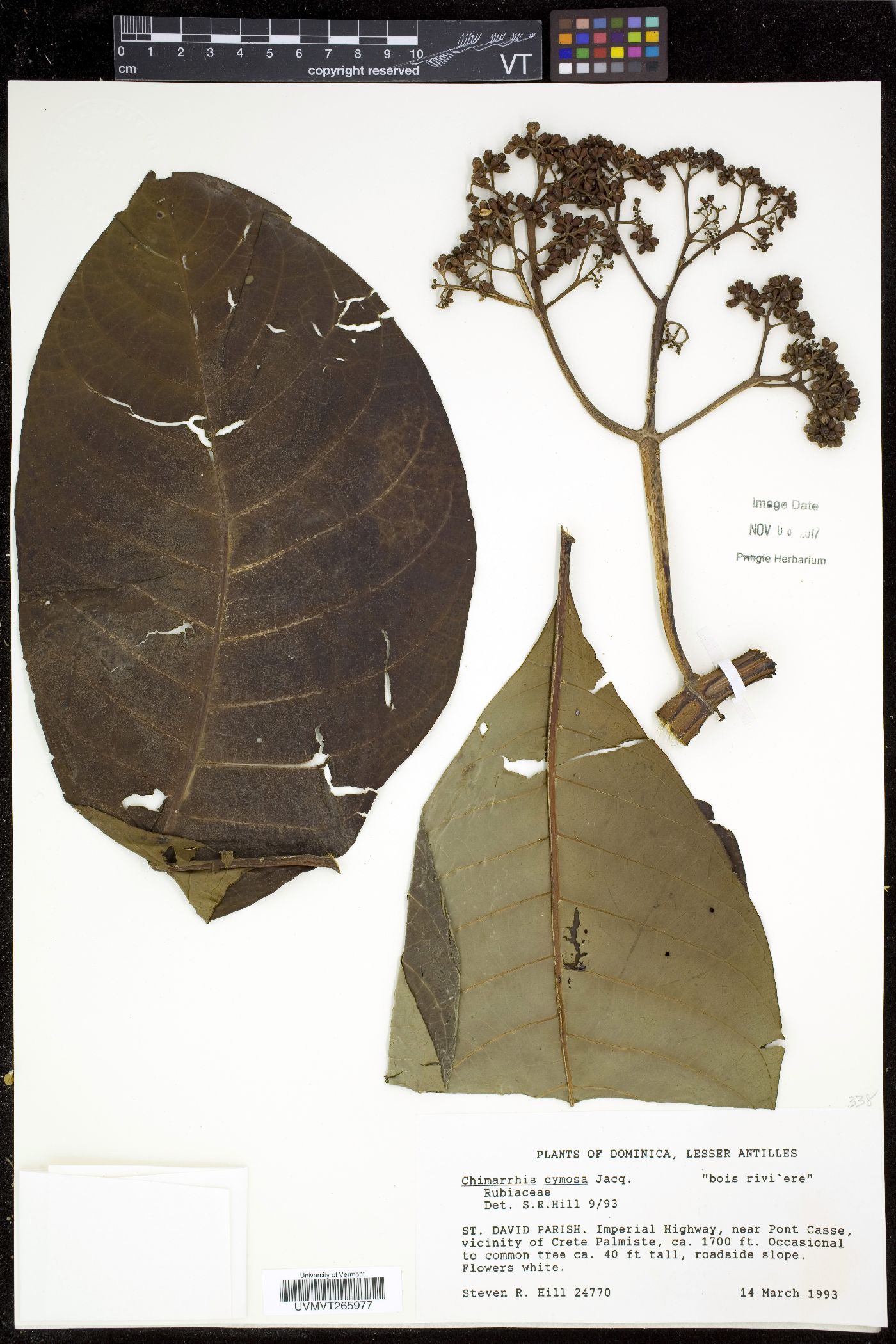 Chimarrhis cymosa image