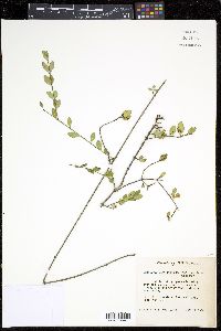 Chiococca alba image