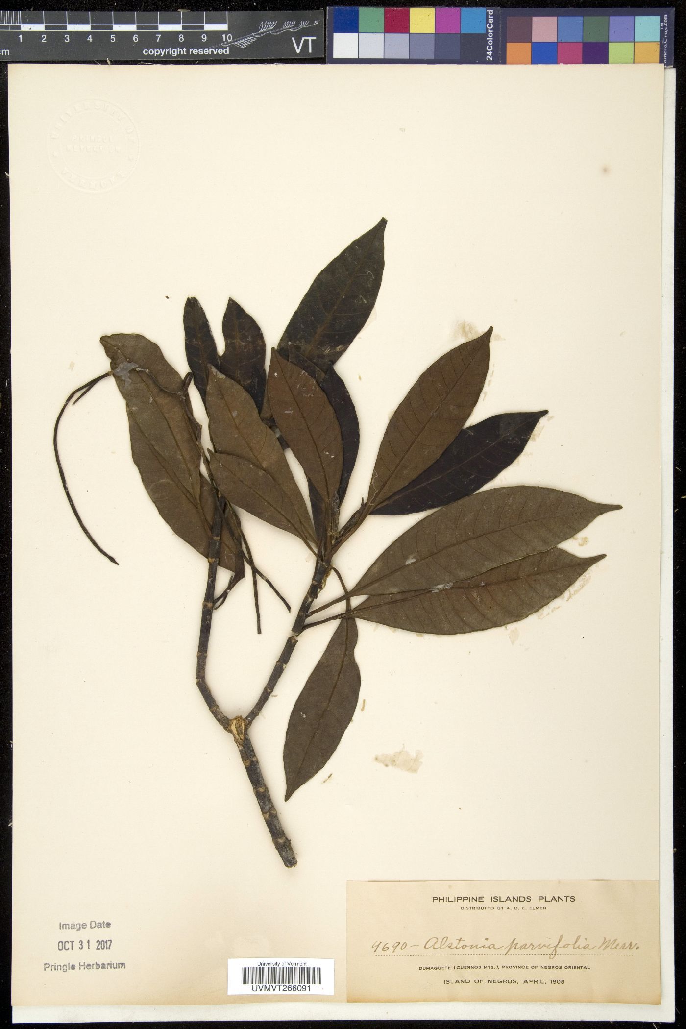 Alstonia parvifolia image