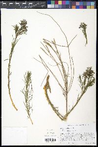 Amsonia ciliata image