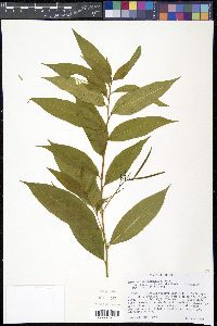 Amsonia tabernaemontana image