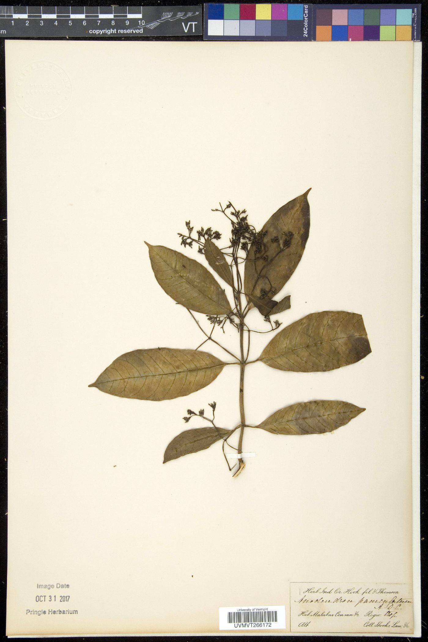 Anodendron paniculatum image