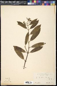 Anodendron affinis image