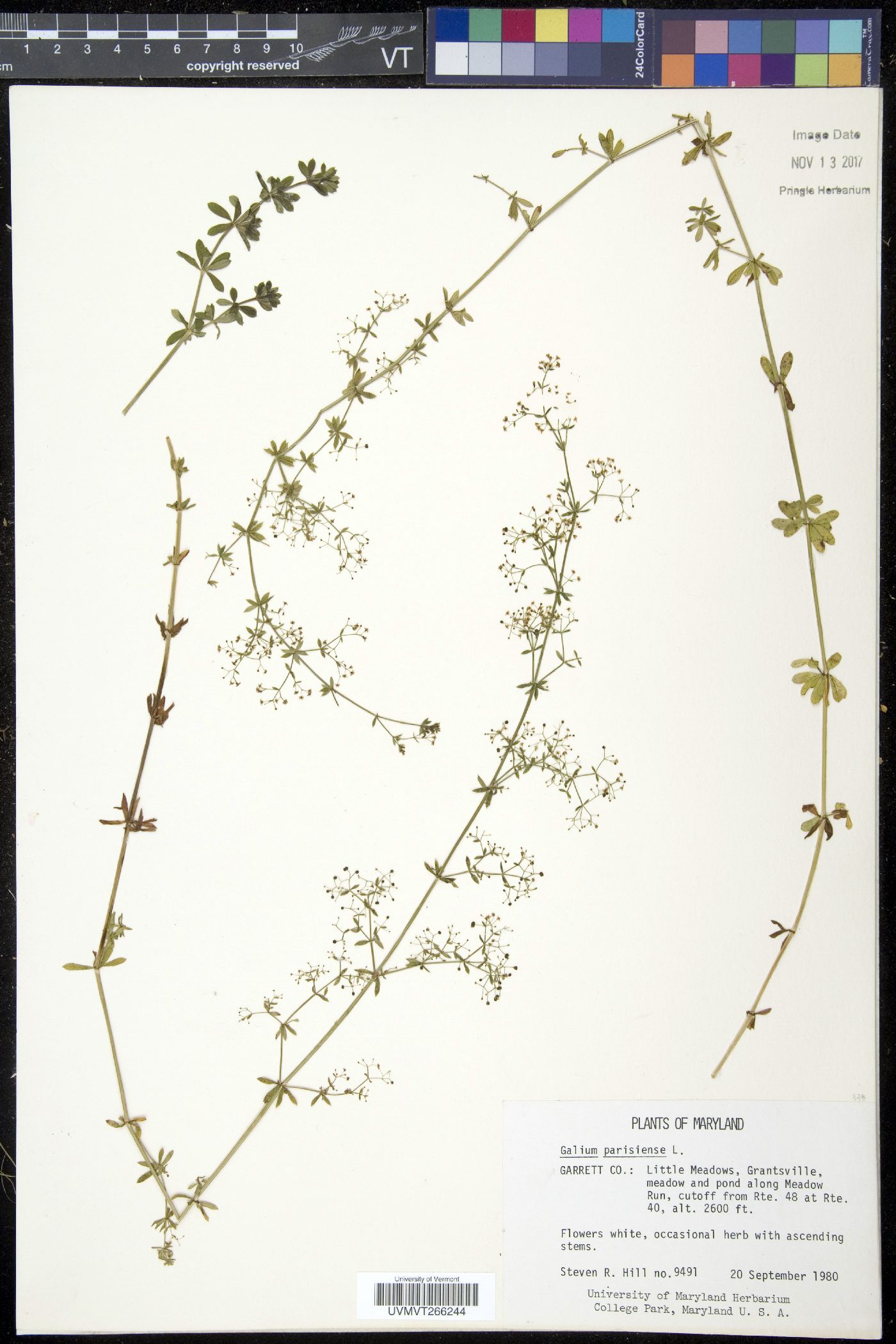 Galium parisiense image