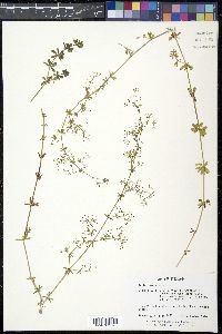 Galium parisiense image