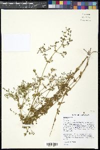 Galium pilosum image