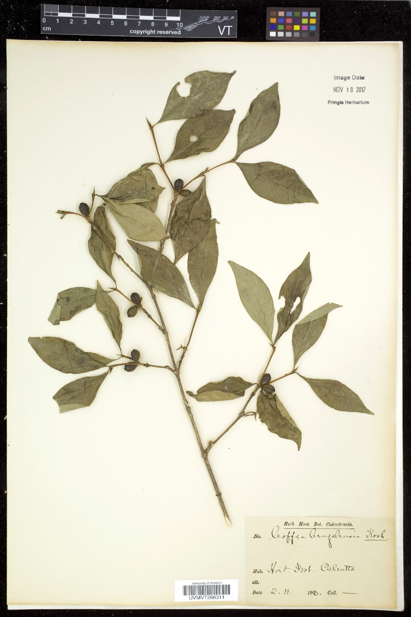 Coffea benghalensis image