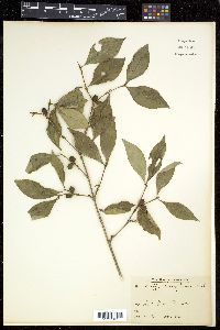 Coffea benghalensis image
