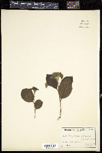 Image Associated With the Occurence