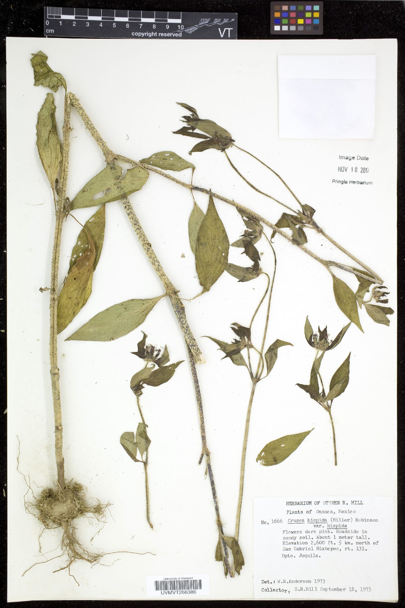 Crusea hispida subsp. hispida image