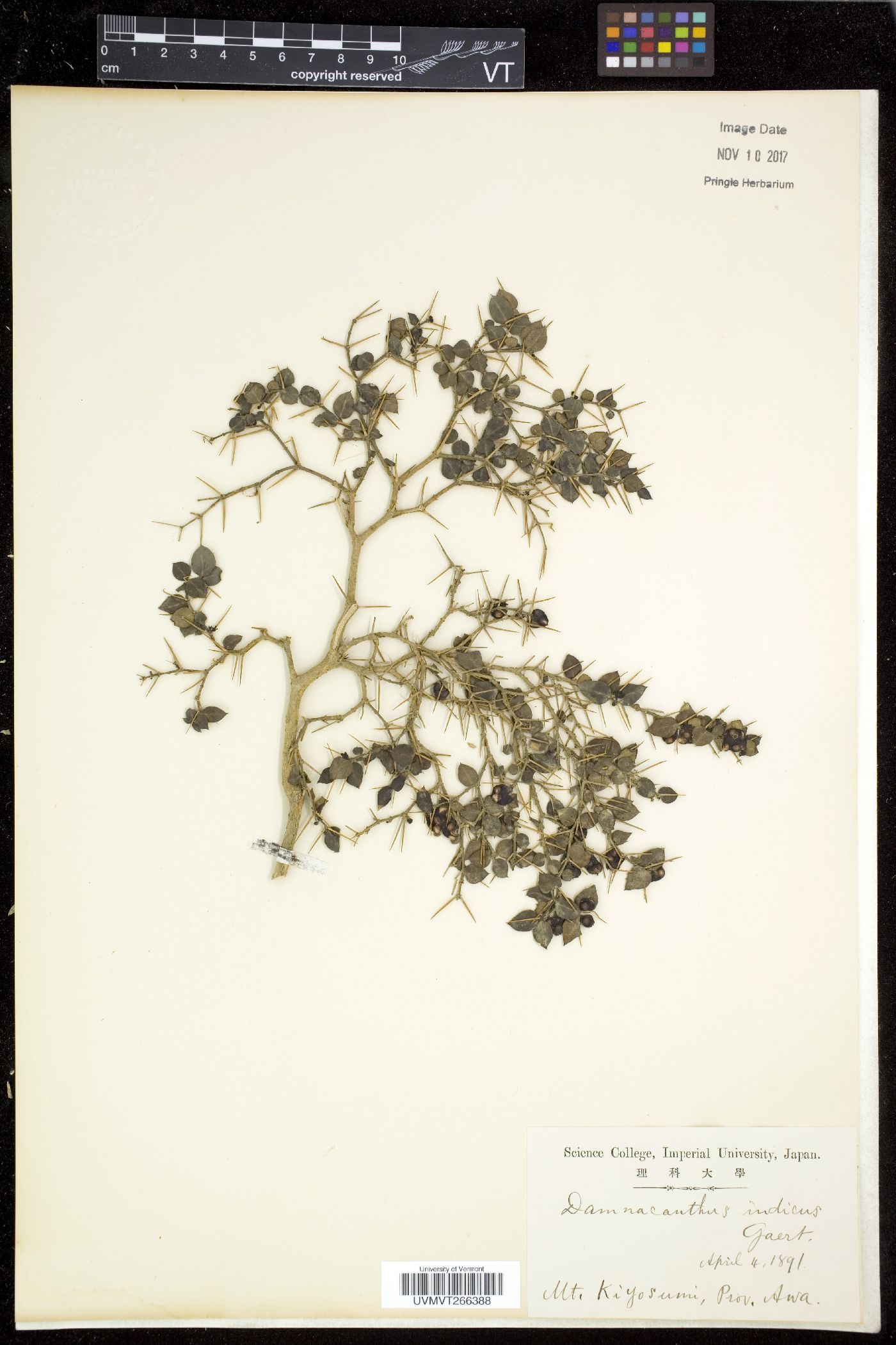 Damnacanthus image