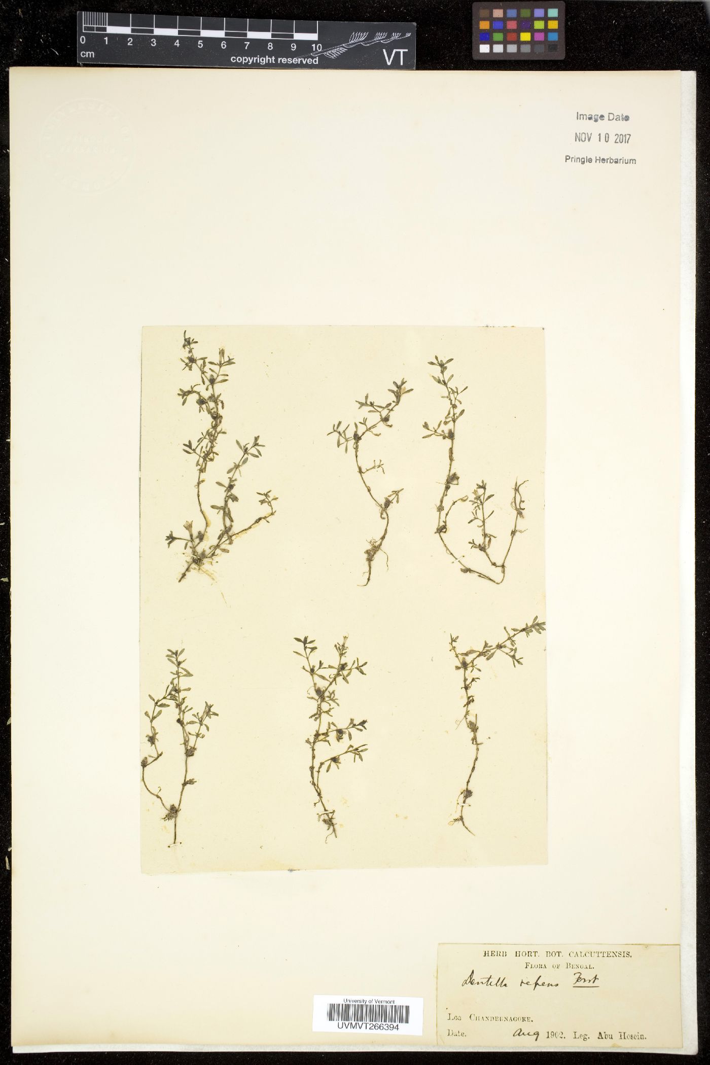Dentella image