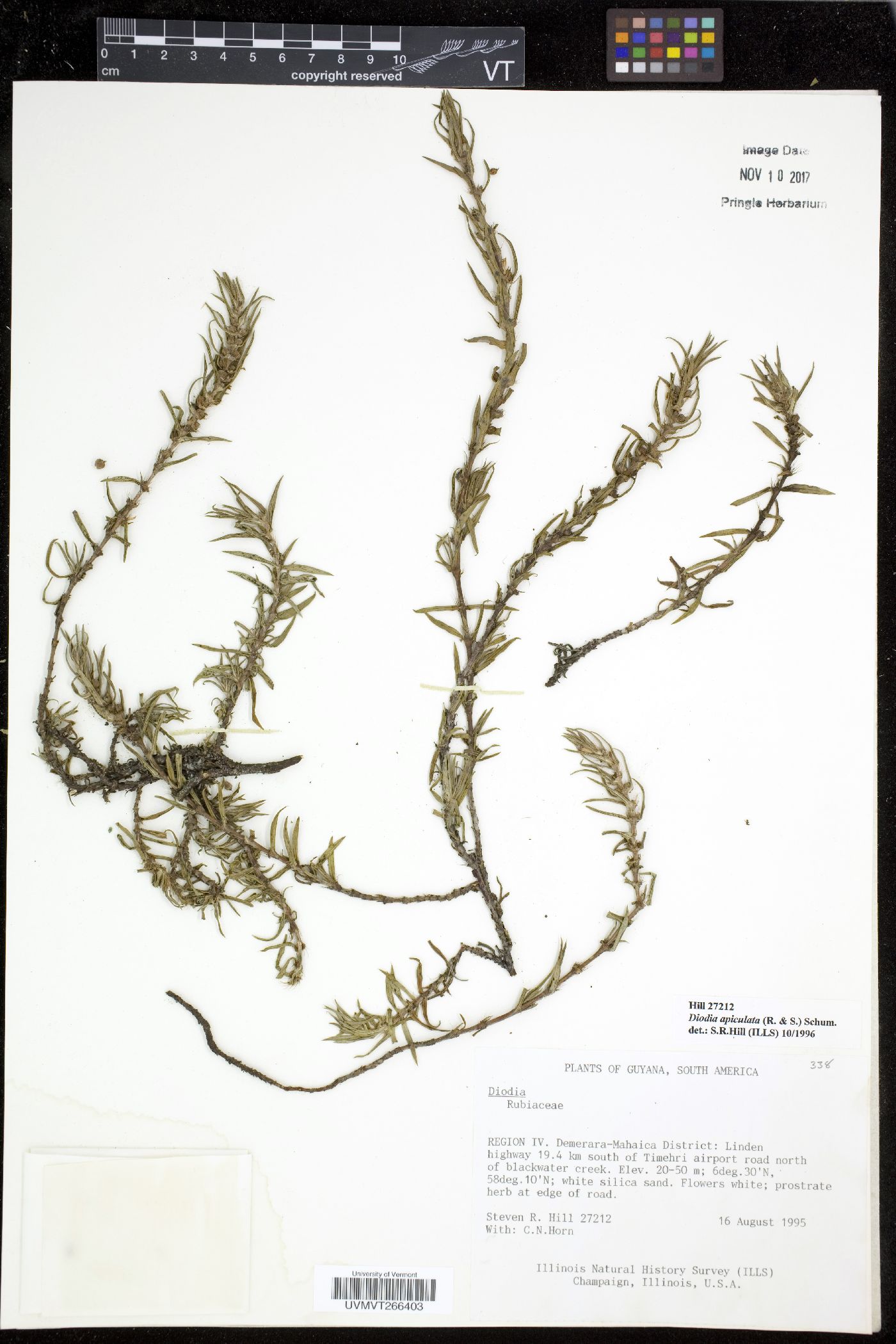 Diodia apiculata image