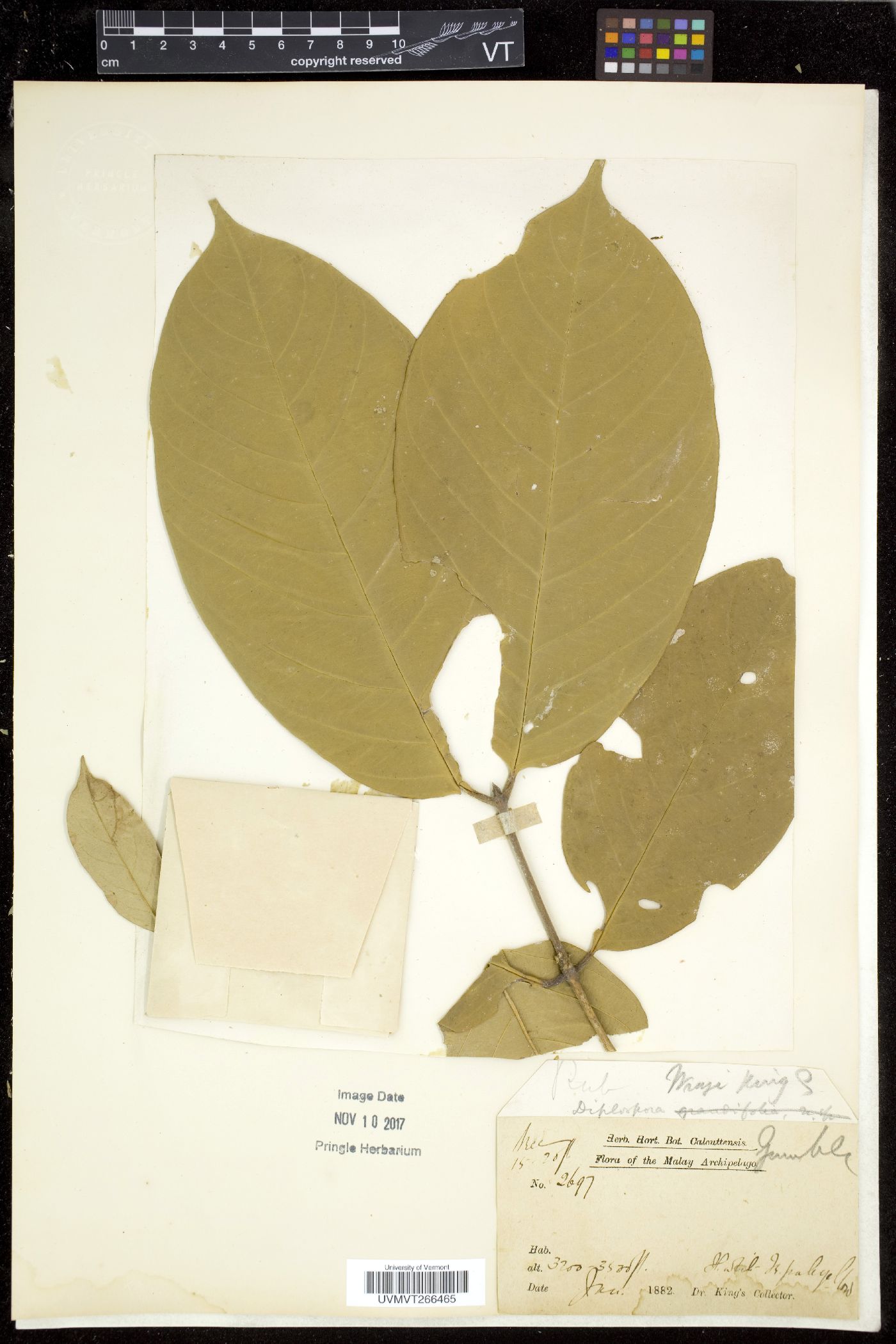 Diplospora image