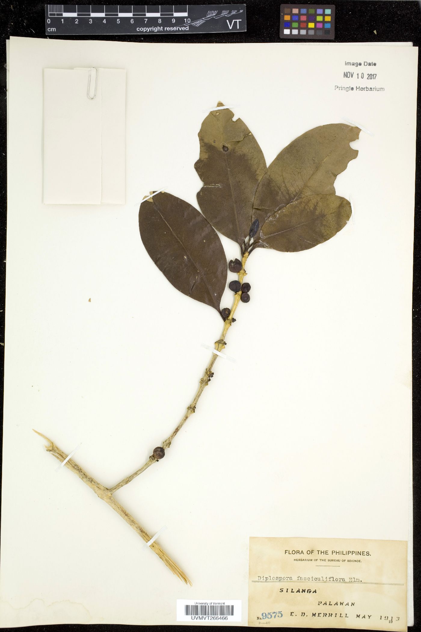 Diplospora fasciculiflora image