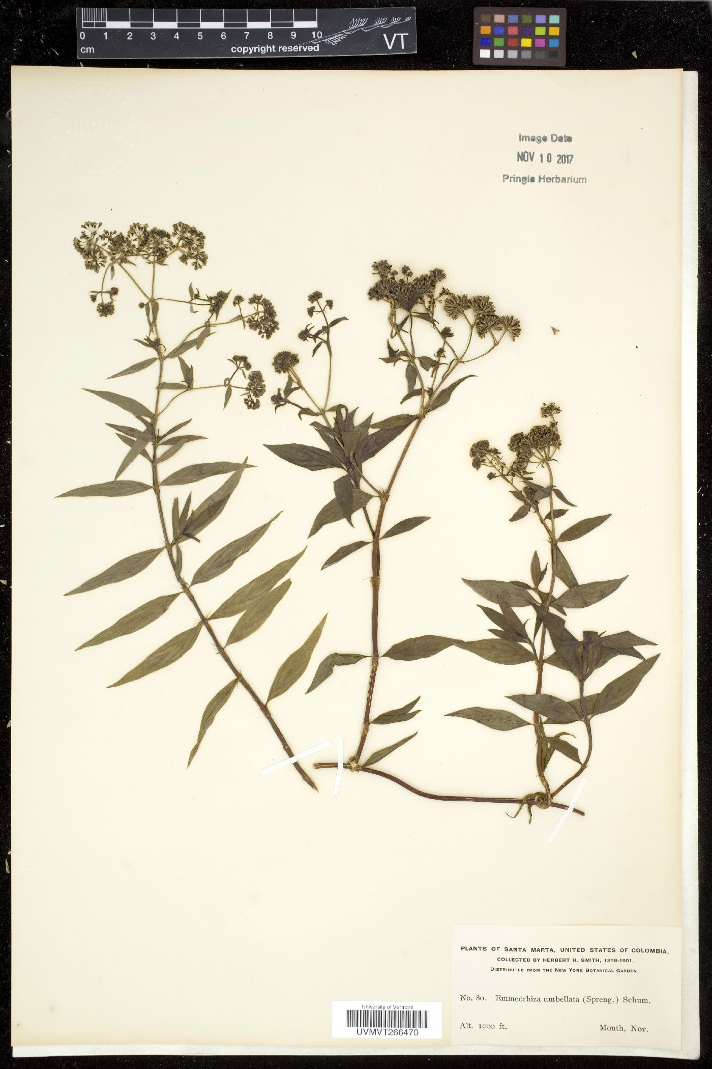 Emmeorhiza image