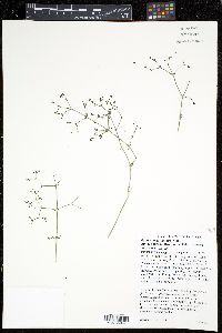 Galium angustifolium subsp. jacinticum image