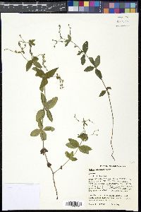 Galium circaezans image