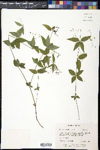 Galium latifolium image