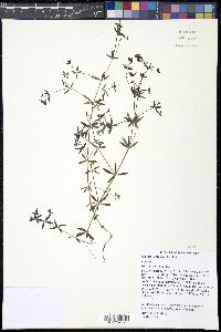 Galium obtusum image