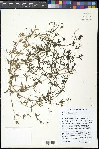 Galium obtusum image